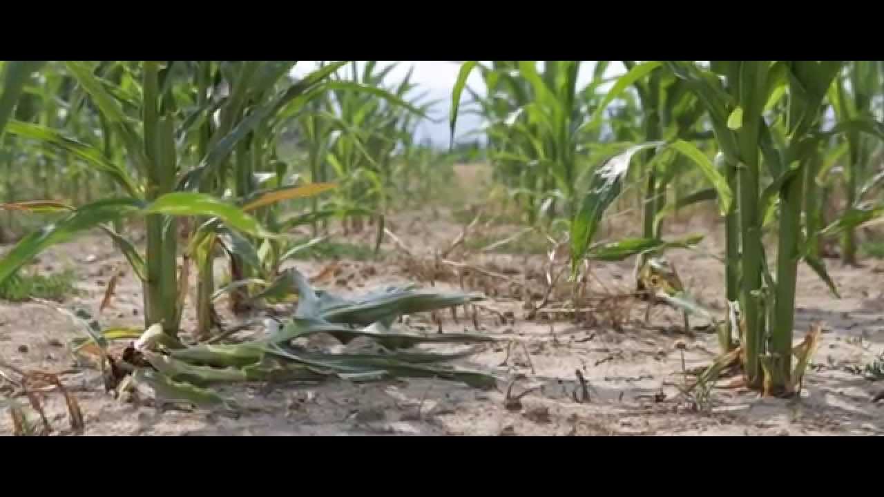 Integrated Drought Management Programme in Central and Eastern Europe