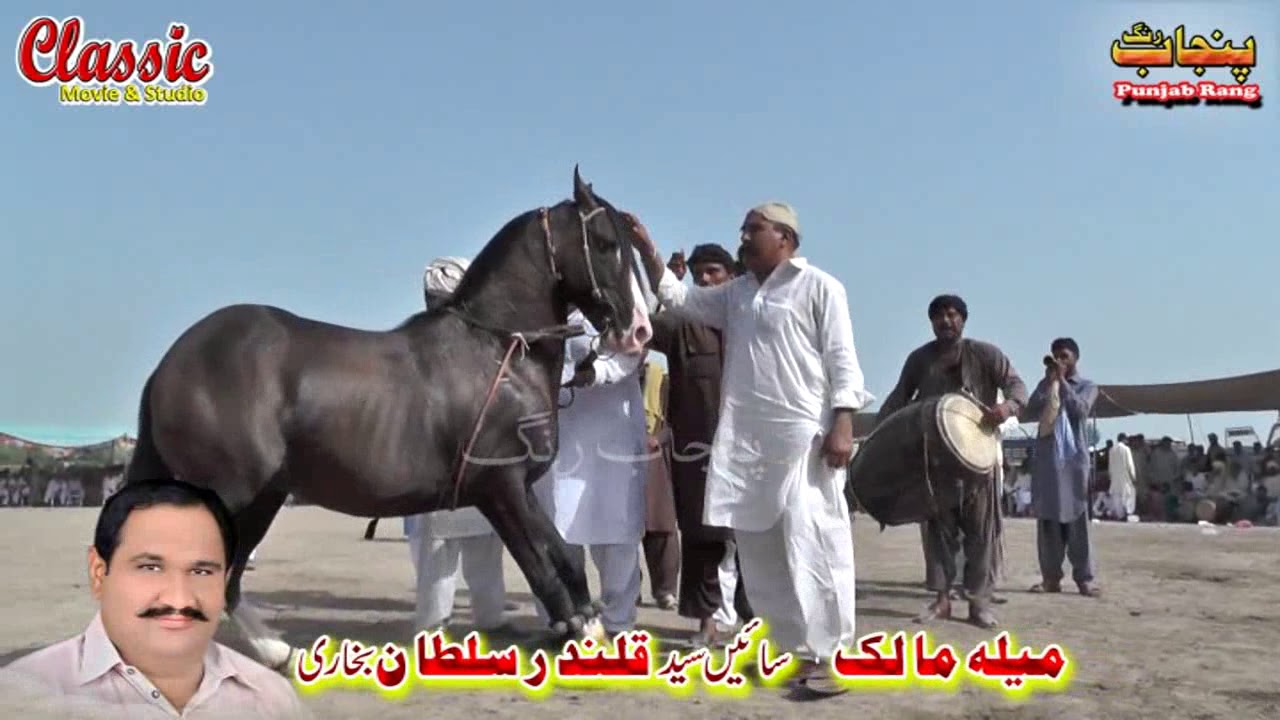 70/Best Horse Dance Punjab Meerik Sial Jhang 2018/ Bani Syed Qalandar Sultan