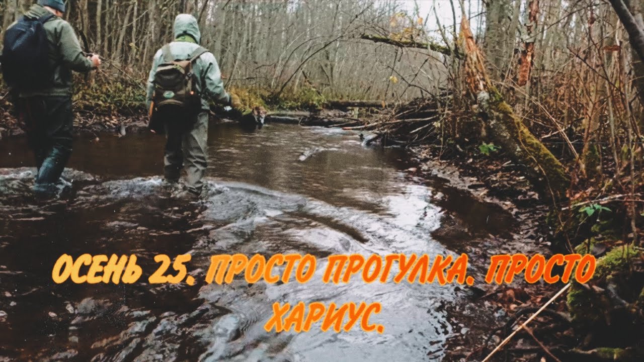 Осень 25. Просто прогулка. И хариус.
