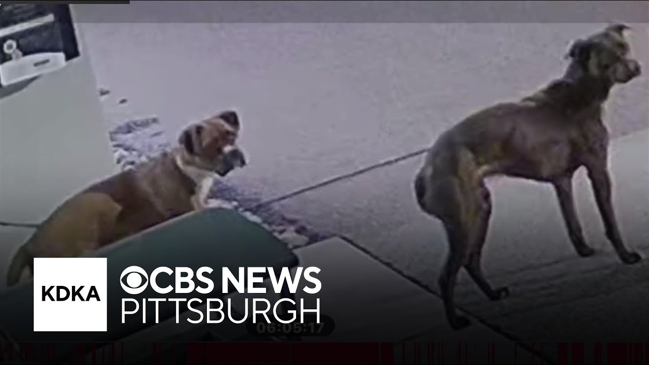 2 dogs left outside humane society