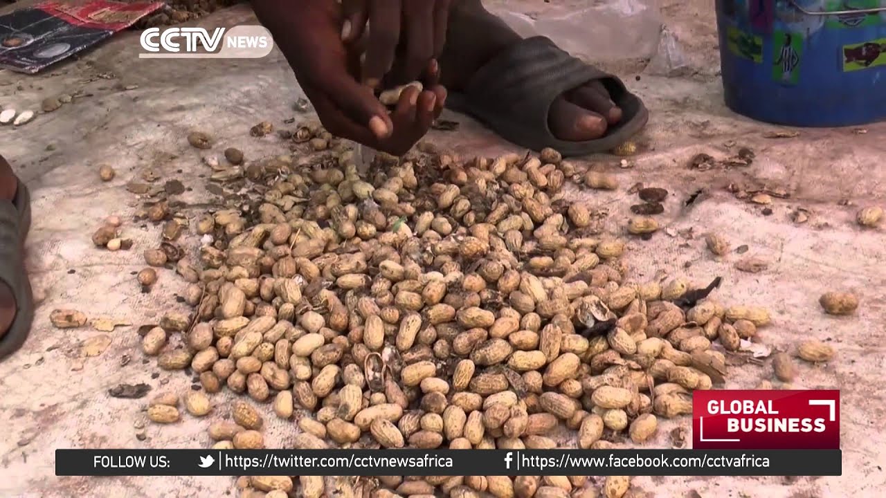 Increased demand from China and India lifts peanuts production in Senegal