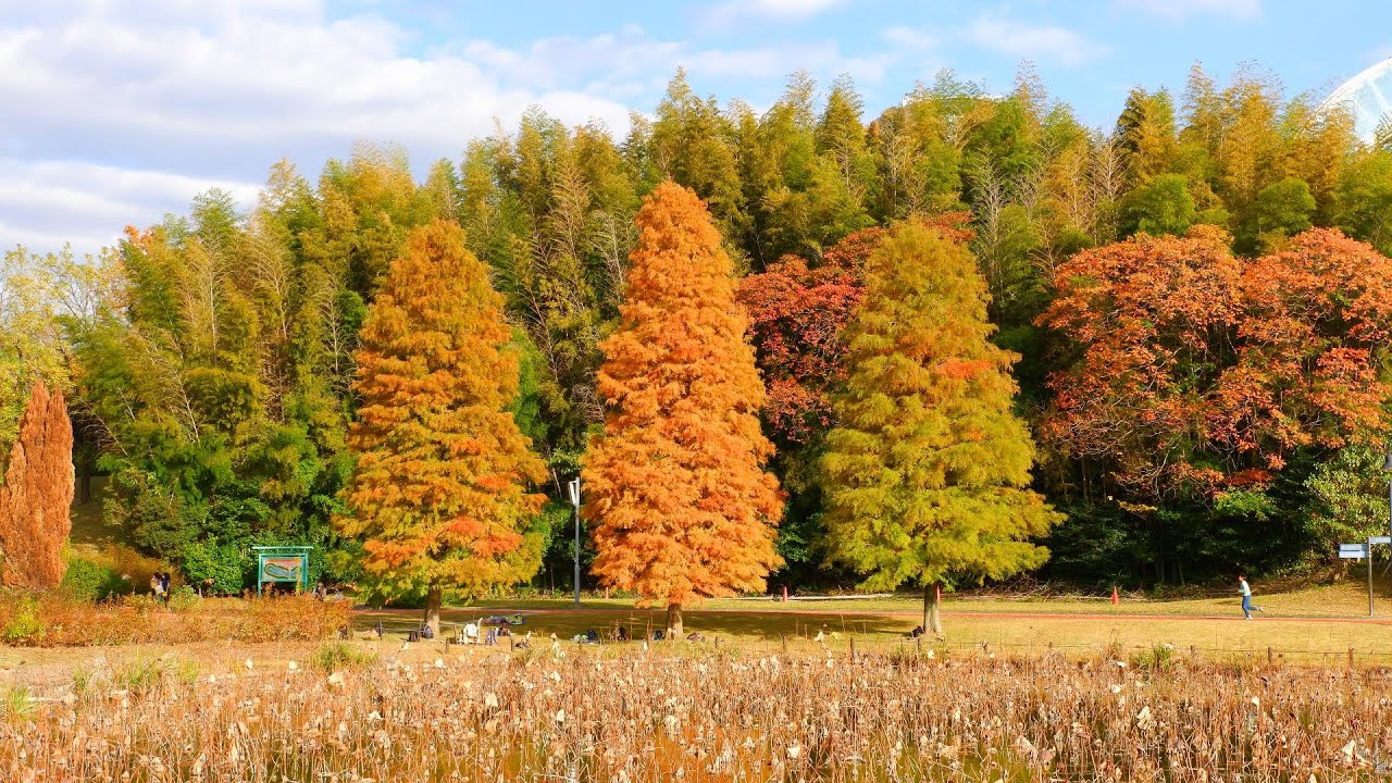 Autumn Season in Japan,Obu city - Japan Travel - JV GO
