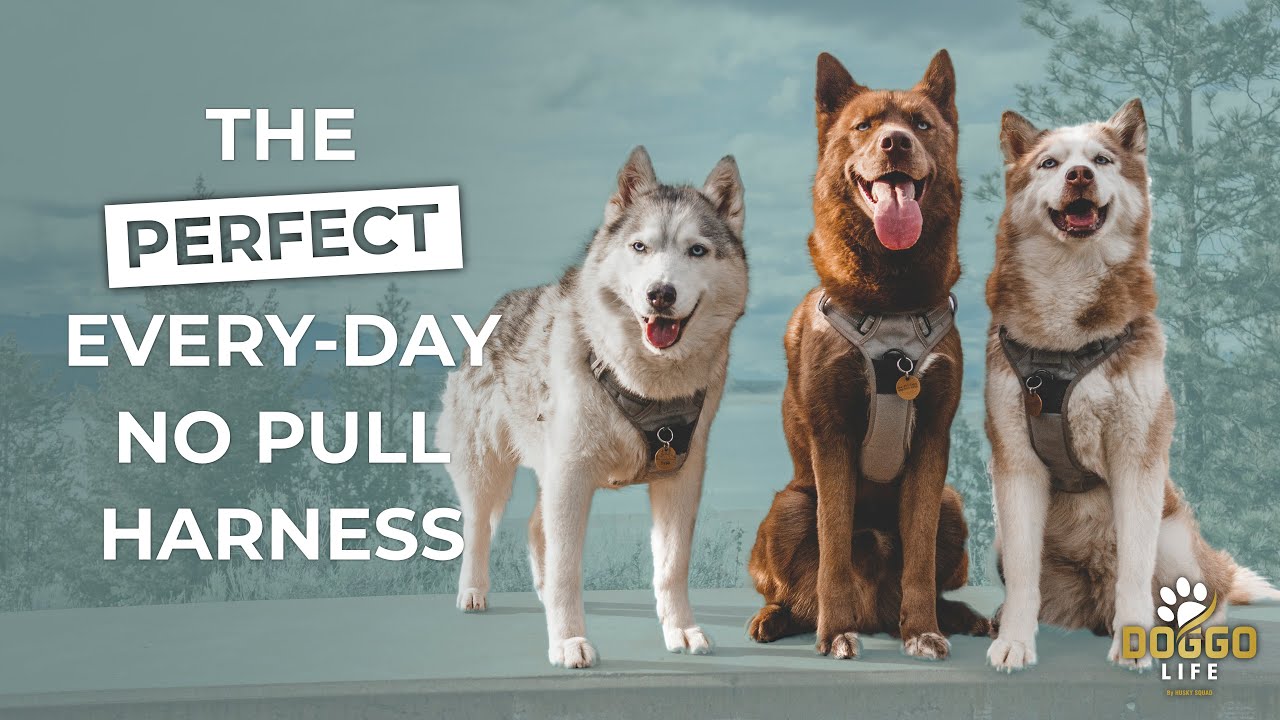 The BEST Harness For Dogs | HUSKY APPROVED