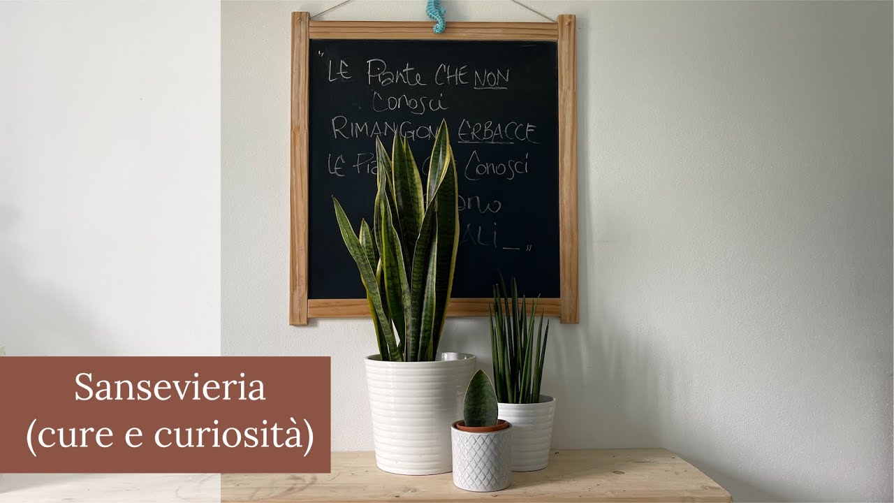Sansevieria (Cure e Curiosità)