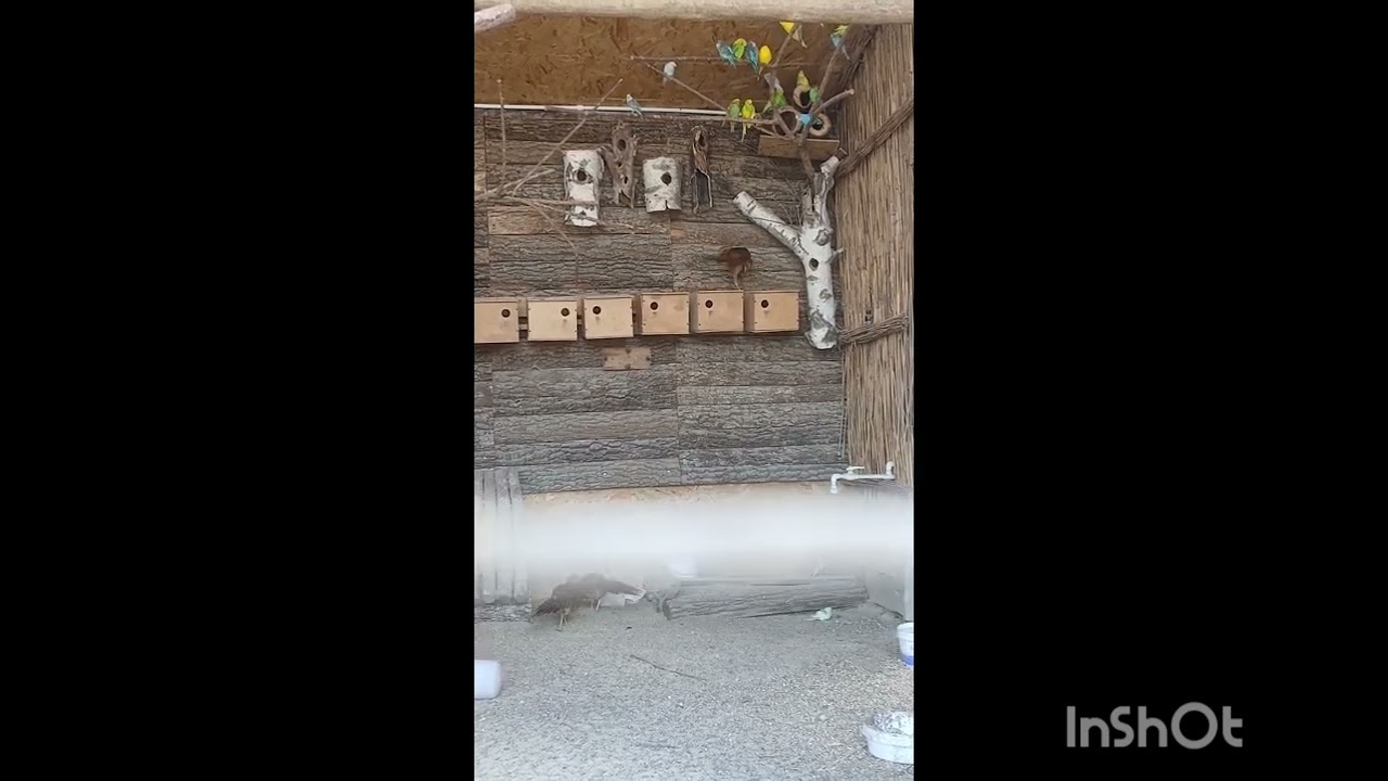 Перевели попугаев в летний вольер. 17. 03. 26. В этом году перевели на две недели позже.