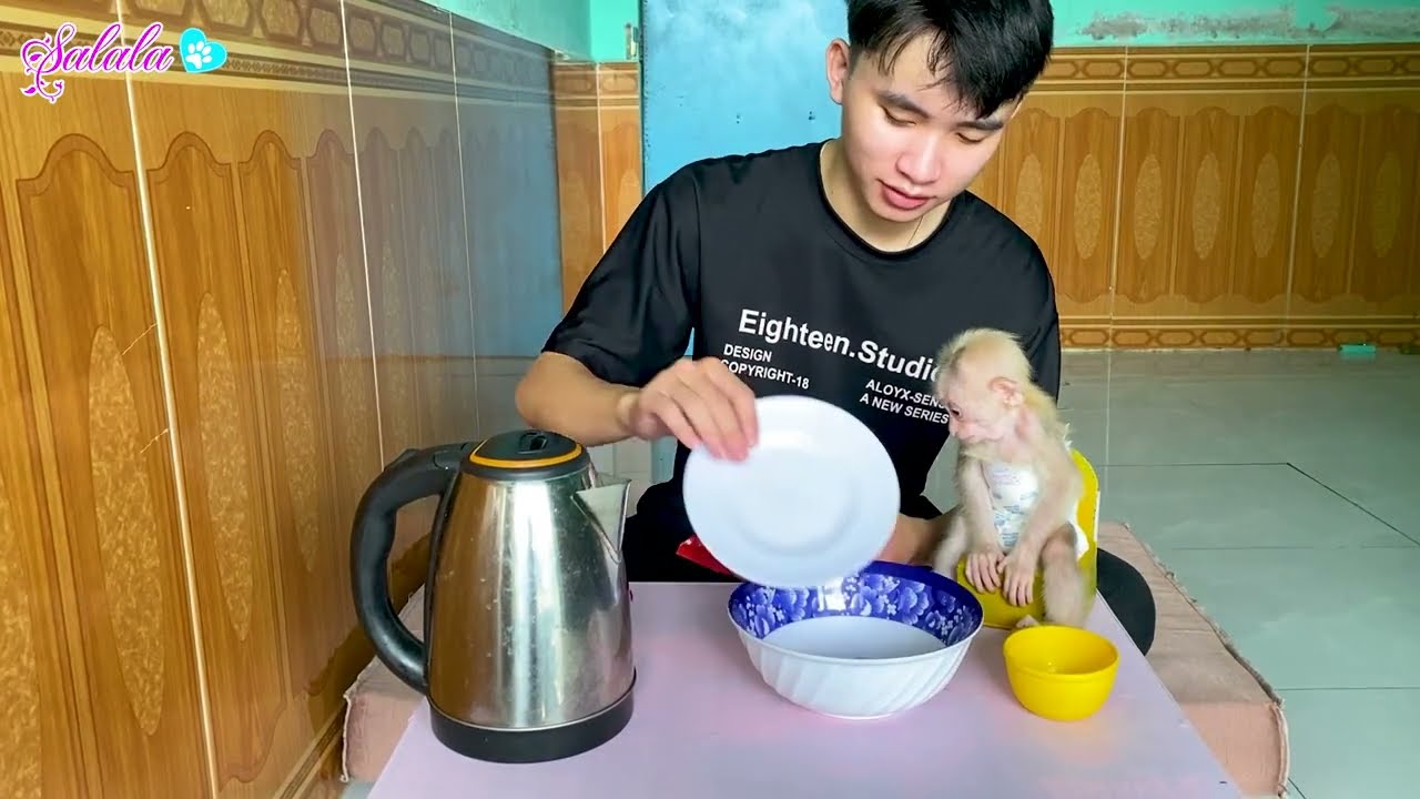 Baby monkey LaLa obediently eats breakfast with her dad