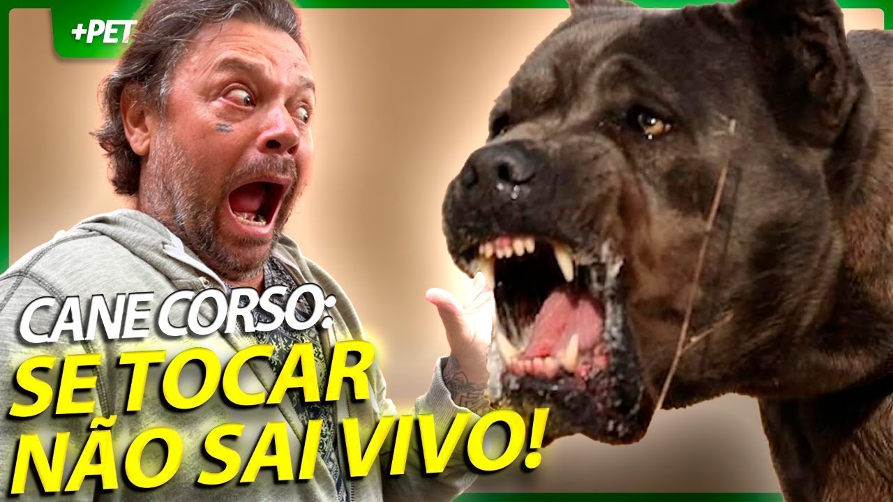 CANE CORSO, SE CORRER O BICHO PEGA SE FICAR O BICHO COME! | EP.1 | CRIAÇÃO E CRIADOR