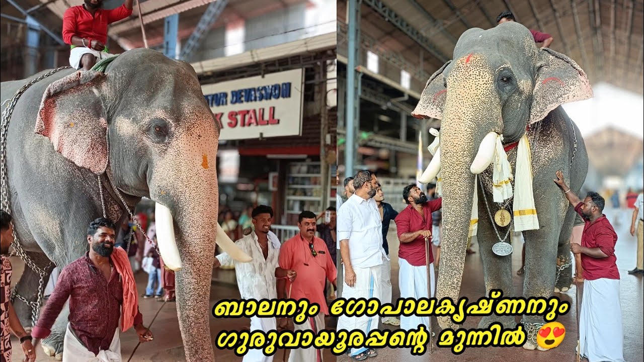 ബാലനും ഗോപാലകൃഷ്ണനും ഗുരുവായൂരപ്പന്റെ മുന്നിൽ💥Aambadi balan & nandhilath gopalakrishnan @Guruvayur 