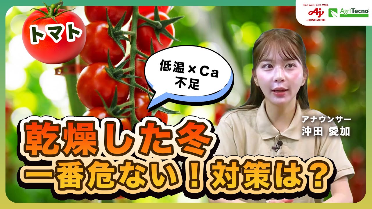 九州エリアのトマト農家さん必見！寒候期予報から読み解く冬場の収量最大化戦