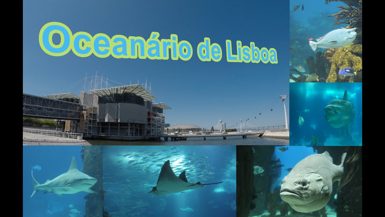 Descobre o Melhor Aqu&aacute;rio do Mundo, o Ocean&aacute;rio de Lisboa &ndash; Legado da Expo 98