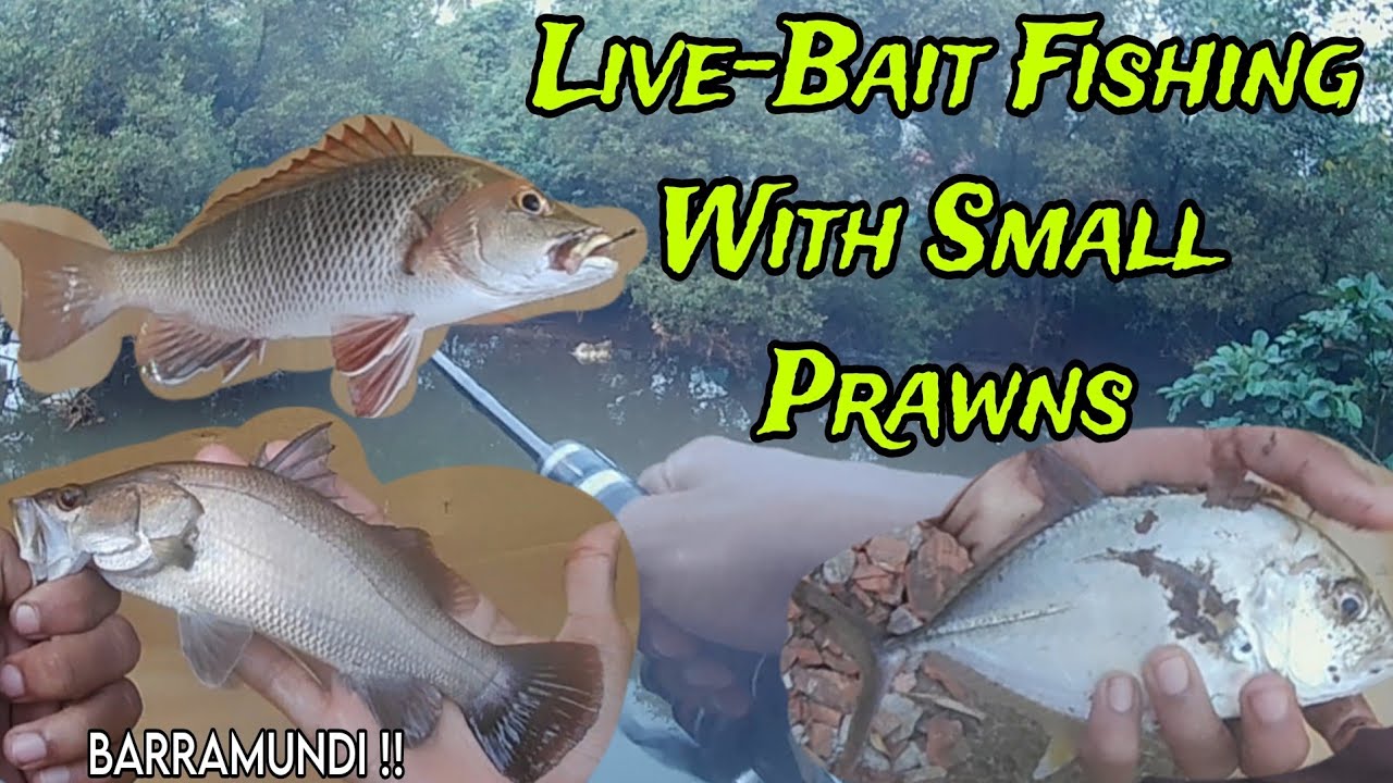 Non-Stop Live bait🦐 Fishing Action !!! Back to Back Catches of Barra, Snapper, Tarpons | King.Fisher