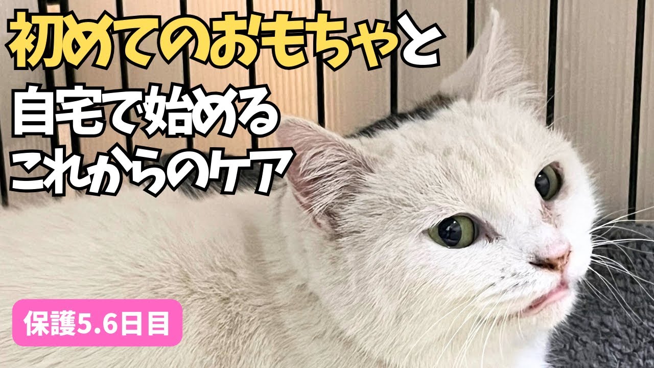 FeLV（猫白血病）陽性と向き合い、自宅でのインターフェロンについて考えた｜よつばの記録【保護5・6日目】