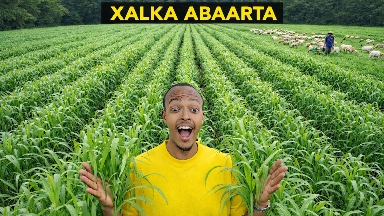 Cawskan Abaarta ma looga badbaadi karaa? “Resilience to Disasters in Somalia”