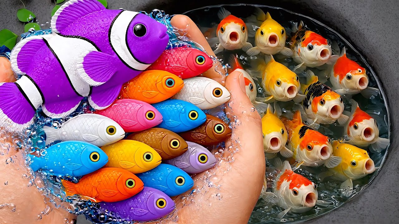 Serok ikan warna-warni dalam kolam, ikan hias cantik, ikan mas, ikan koi, ikan komet, kura-kura