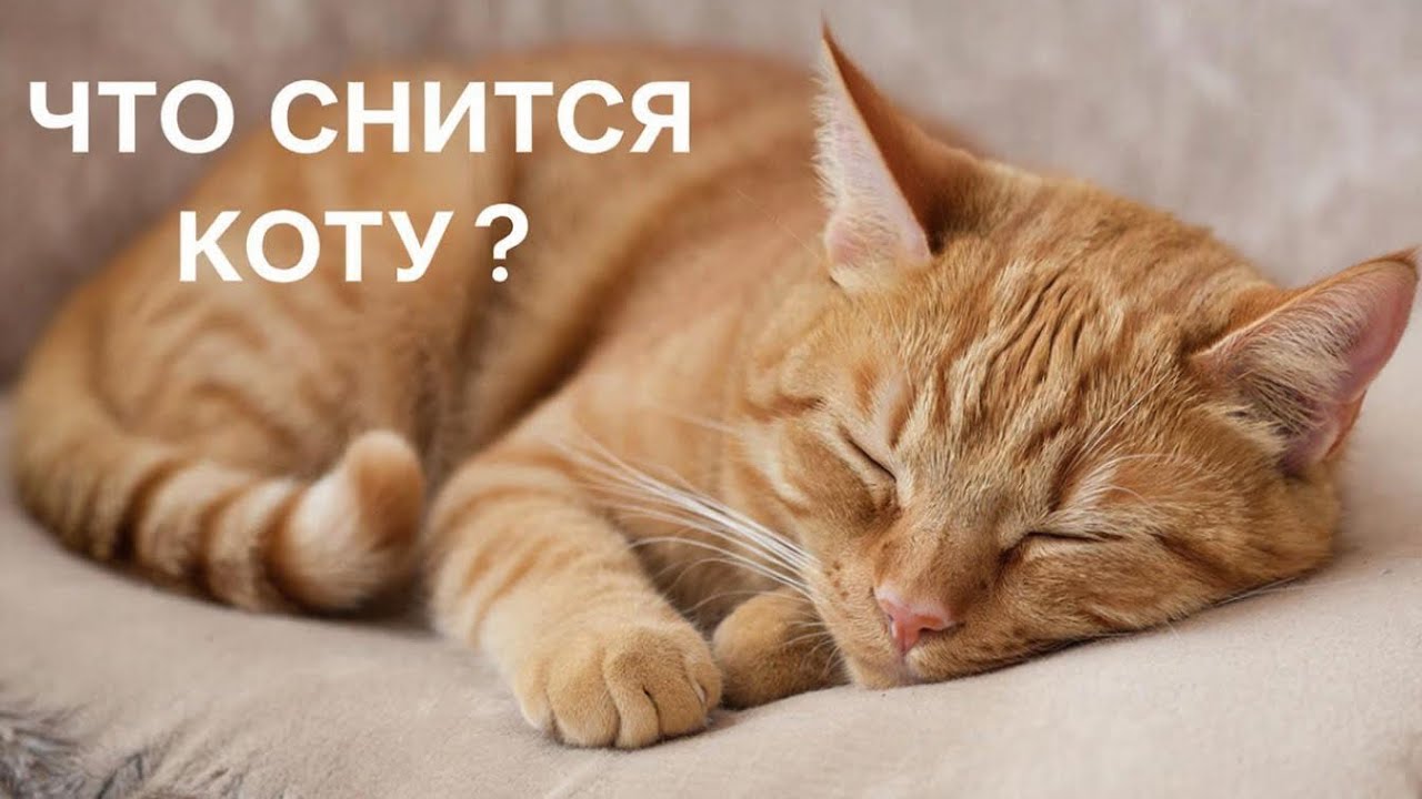 Снятся ли котикам сны? Do cats dream? 🐈💤 