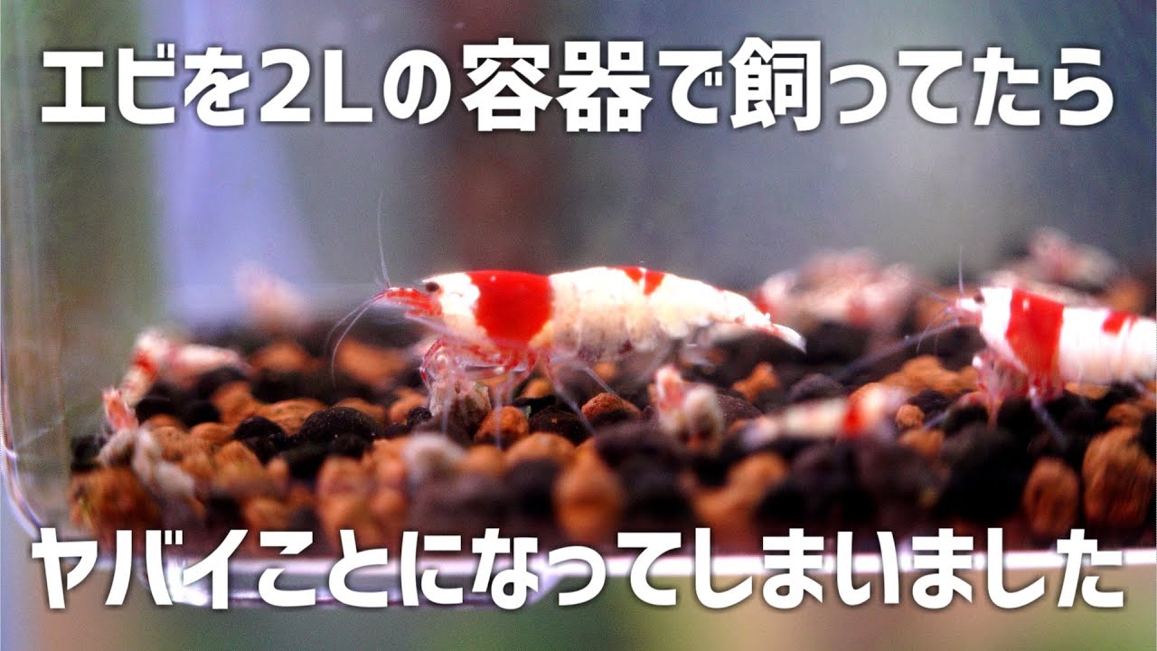 【緊急報告】超！想定外！本格的に凄いことになってきました…#664【アクアリウム】