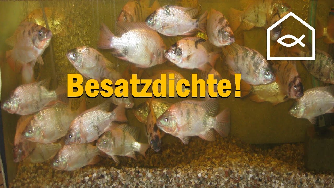 Besatzdichte in der Aquaponik/Aquakultur