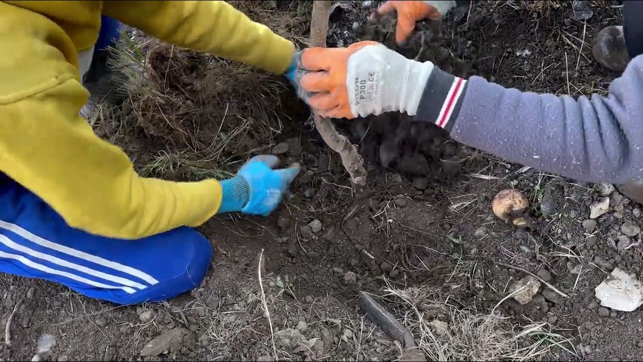 “Planting the Future: Apple Plantation Begins in 2025”
