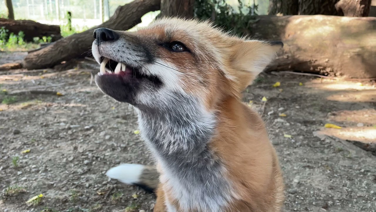 Wolf Park's Foxes Eating Nuts