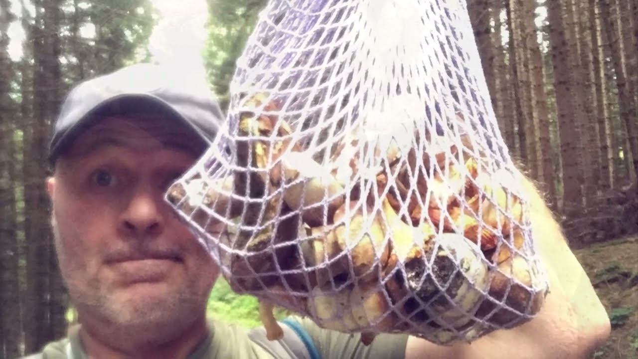 Funghi Porcini Agosto 2024🫵🍄QUALCHE MIRAGGIO….TRA ABETE E FAGGIO