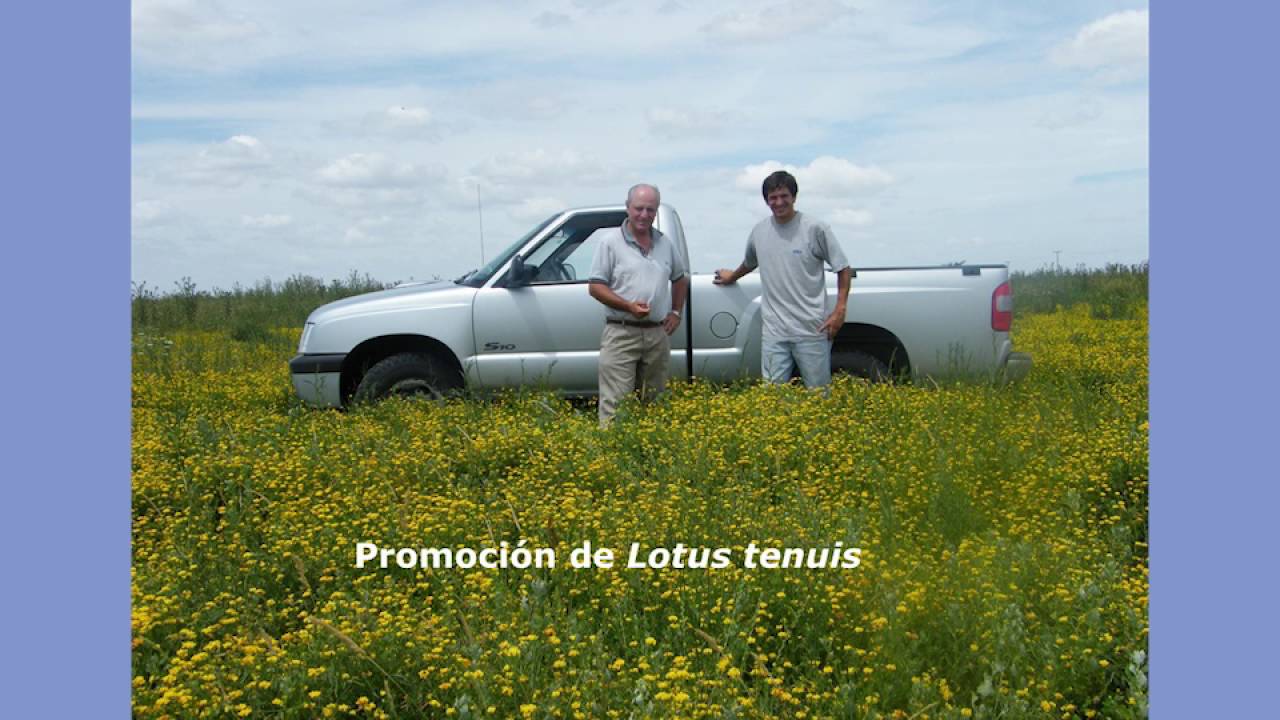 Lotus tenuis para suelos bajos en sistemas ganaderos