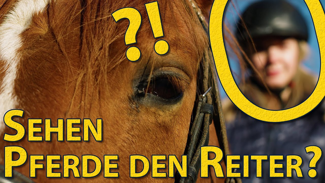 Sind Pferde farbenblind? | Wie Pferde die Welt sehen (Dunkelheit, Farbe, Sichtfeld, Schärfe, Reiter)