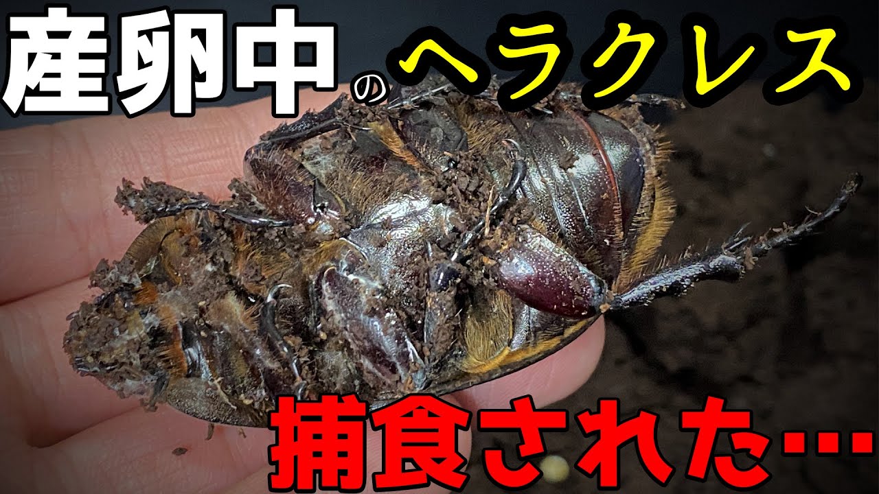 あいつに【襲われた】ヘラクレスオオカブトの産卵セットでおきた悲劇…獲物を狙う強烈なハンターと遭遇…