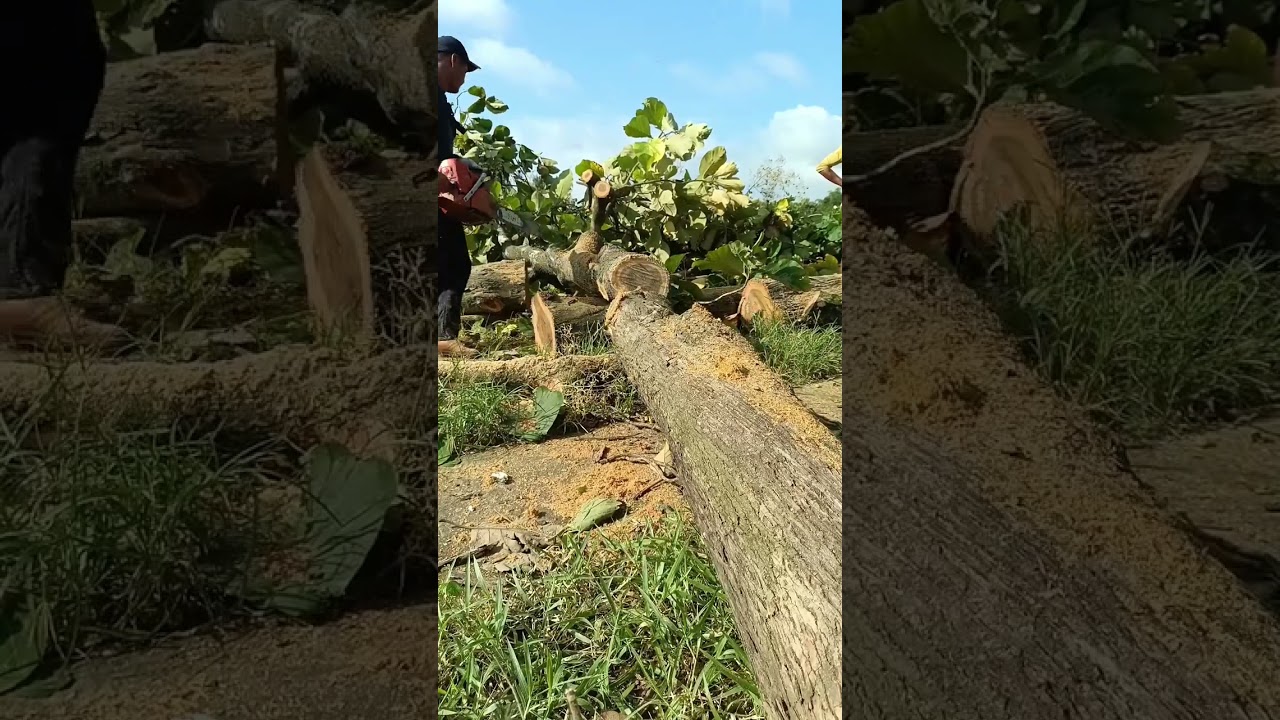 Master the Chainsaw: Precise Tree Felling and Log Processing