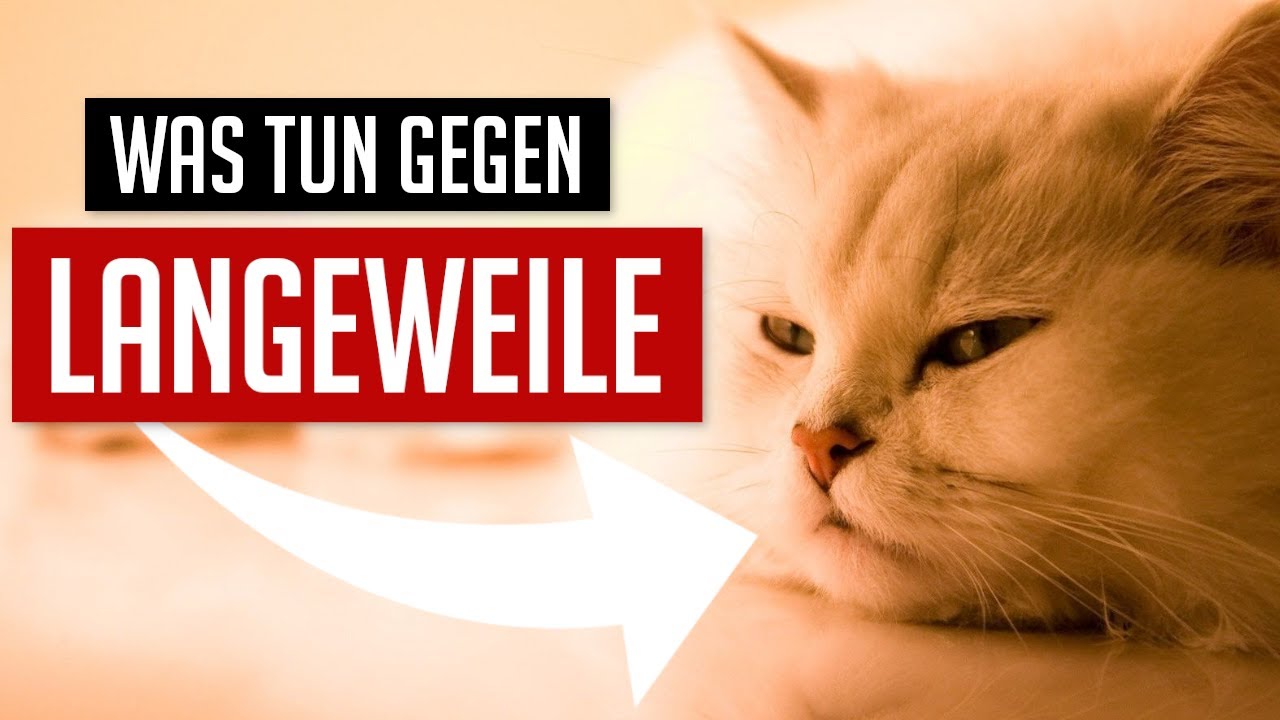 10.000 Tipps gegen Langeweile