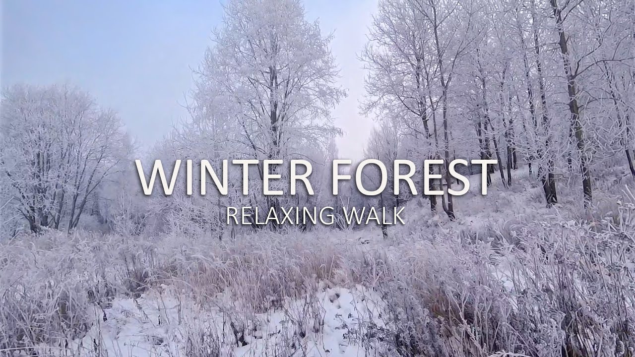 Relaxing Winter Forest Walk In The Snow. Frosty Trees. Calming Music.