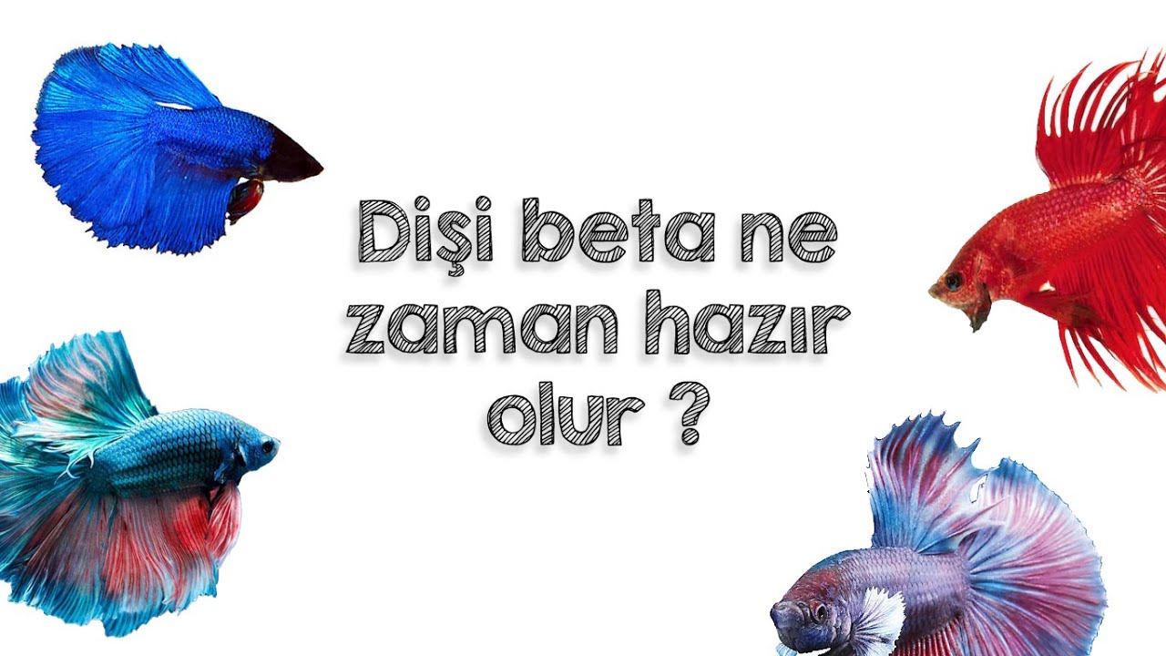 Dişi Beta Ne Zaman Hazır Olur | Üretime Hazır Dişi Beta Balığının Belirgin İşaretleri