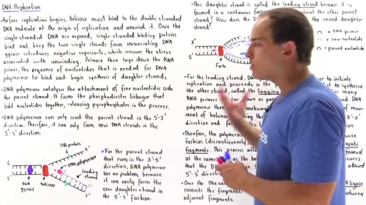 DNA Replication: Leading and Lagging Strand