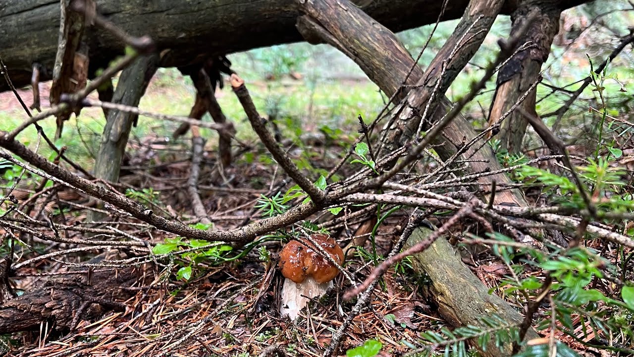 Boletus edulis mediados de septiembre 2025🌲🌲