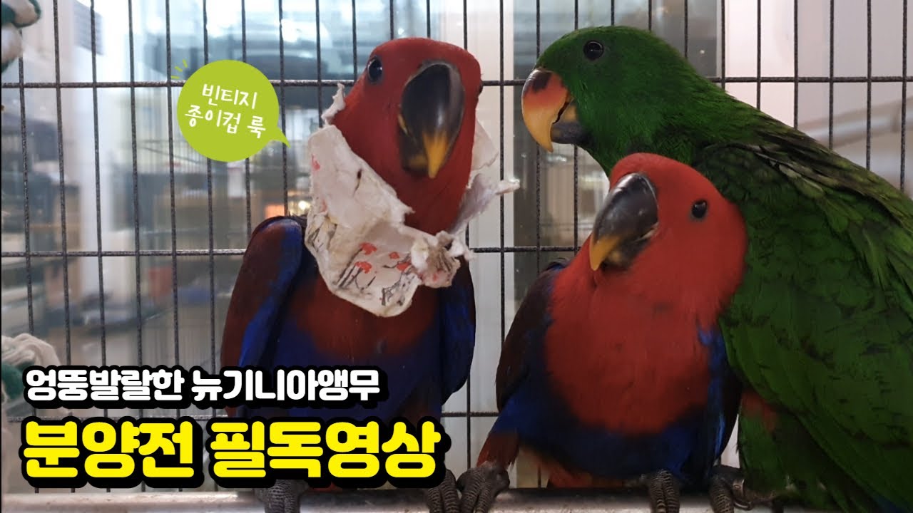 뉴기니아앵무새(eclectus) 분양전 알아야되는 6가지