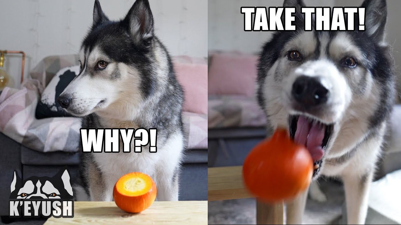 Talking Husky Chucks Fruit at Me and Runs off With the veg!