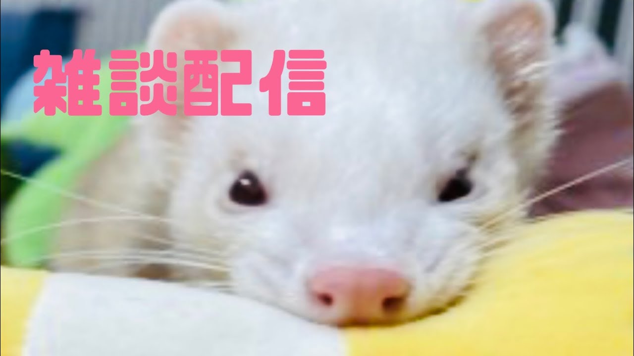 ＊第186回＊きびだんご隊長の初定期コメント！すっごい長くやっちゃったよ〜！ #ライブ配信 #雑談 #さよなら 