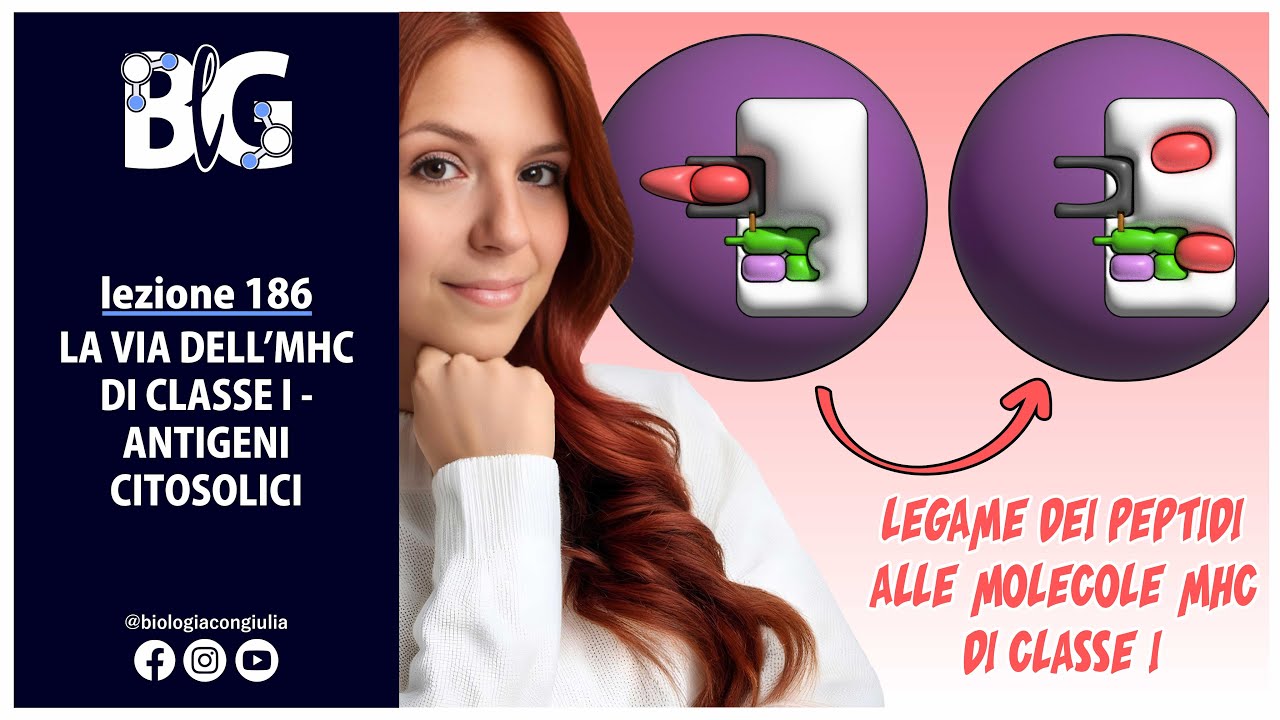 La  via dell'MHC di classe I - ANTIGENI CITOSOLICI
