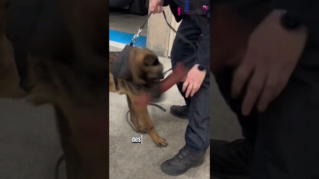 De la SPA à la police, Galbi devenu chien de recherche à Nancy