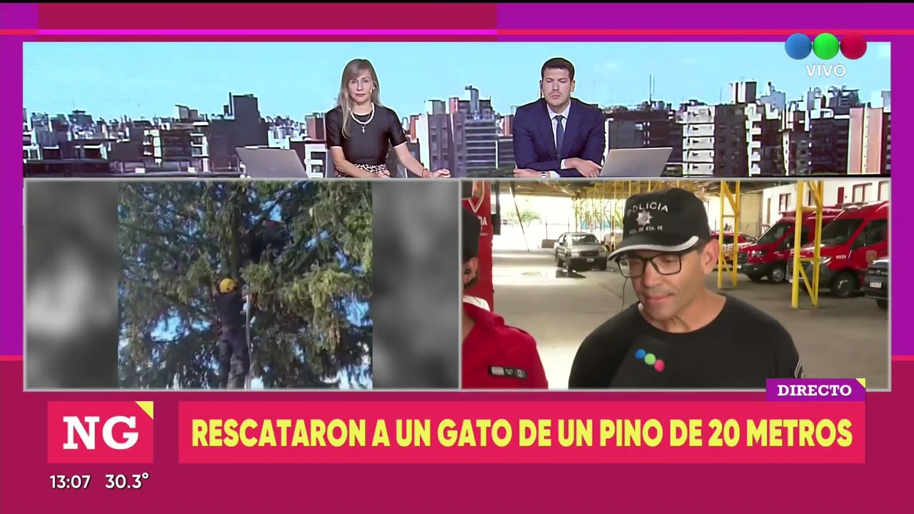 Rescataron a un gato de un pino - TELEFE ROSARIO