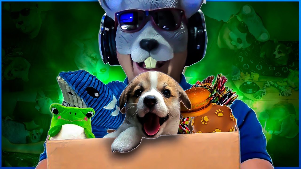 OLHA OS BRINQUEDINHOS QUE COMPREI PRO TAMTAM 🦊