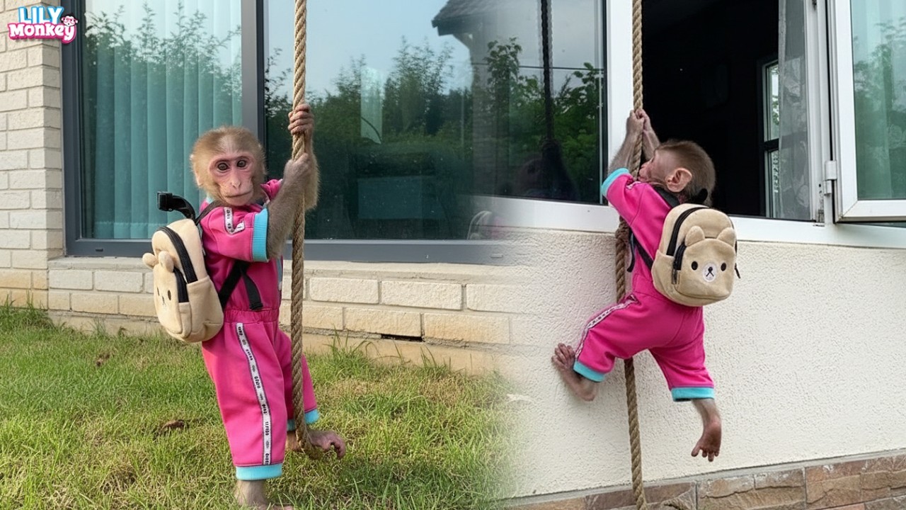 Smart Lily finds another way into the house when the main door is locked | Lily's story