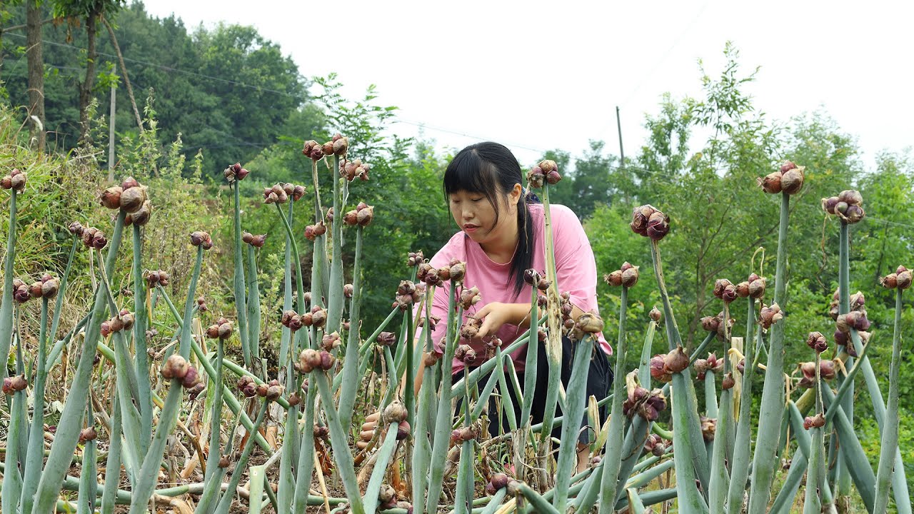 Shallots 搭好地裡的西紅柿架，把紅蔥收回家，做香噴噴的紅蔥酥滷肉飯！【余小鄉】
