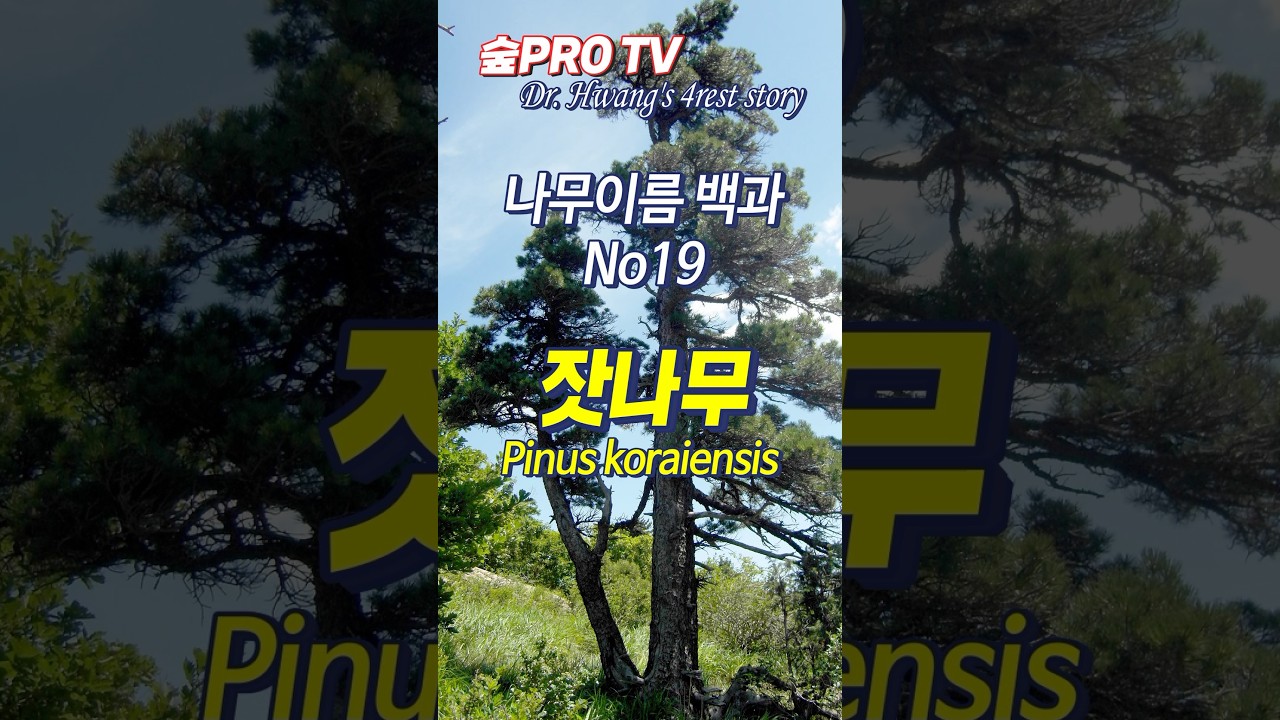 잣나무 이름 유래 #잣나무 #섬잣나무 #일본오엽송