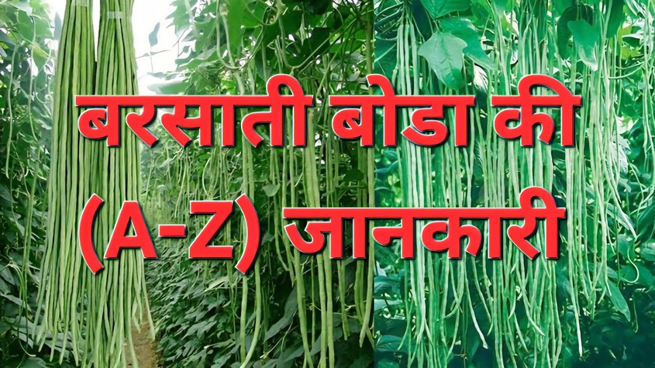 बोडा की खेती कैसे करें(A-Z) जानकारी #lobia #lobia ki machan bidhi kheti #viral #farming #agriculture