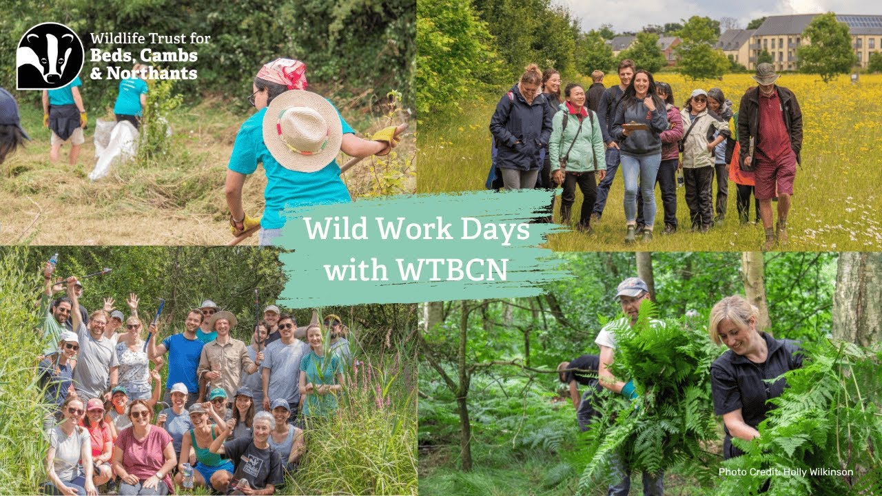 Wild Work Days with The Wildlife Trust BCN.