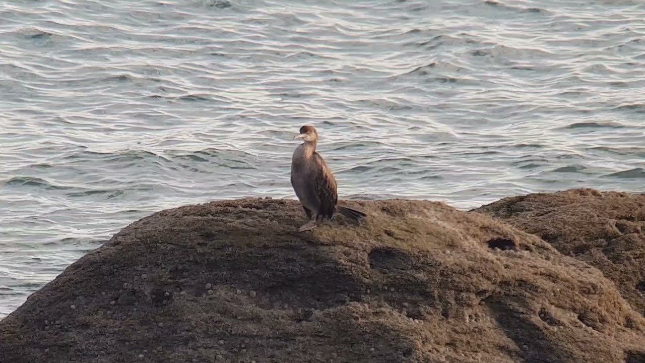 Jan van Gent, Noordse Stormvogel, Kuifaalscholver/ Gannet, Fulmar, Shag, Vogelen met Limosa 41