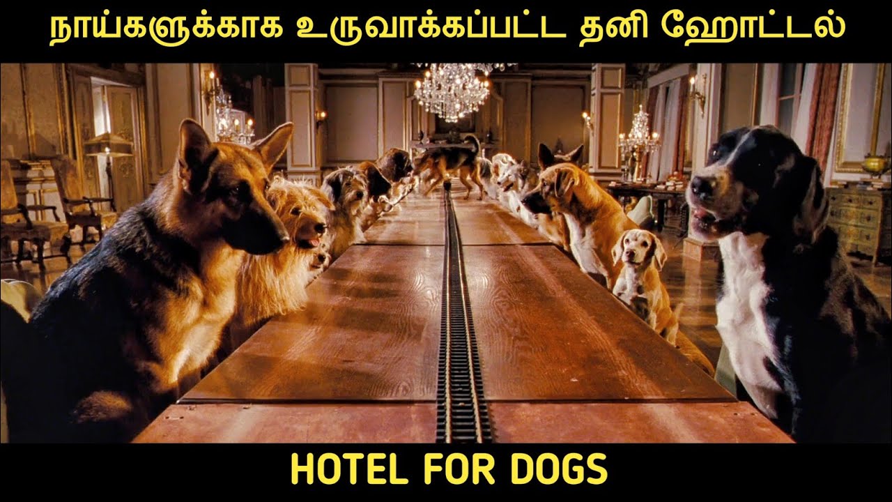 நாய்கள் தங்கும் நாய் விடுதி | Movie Multiverse