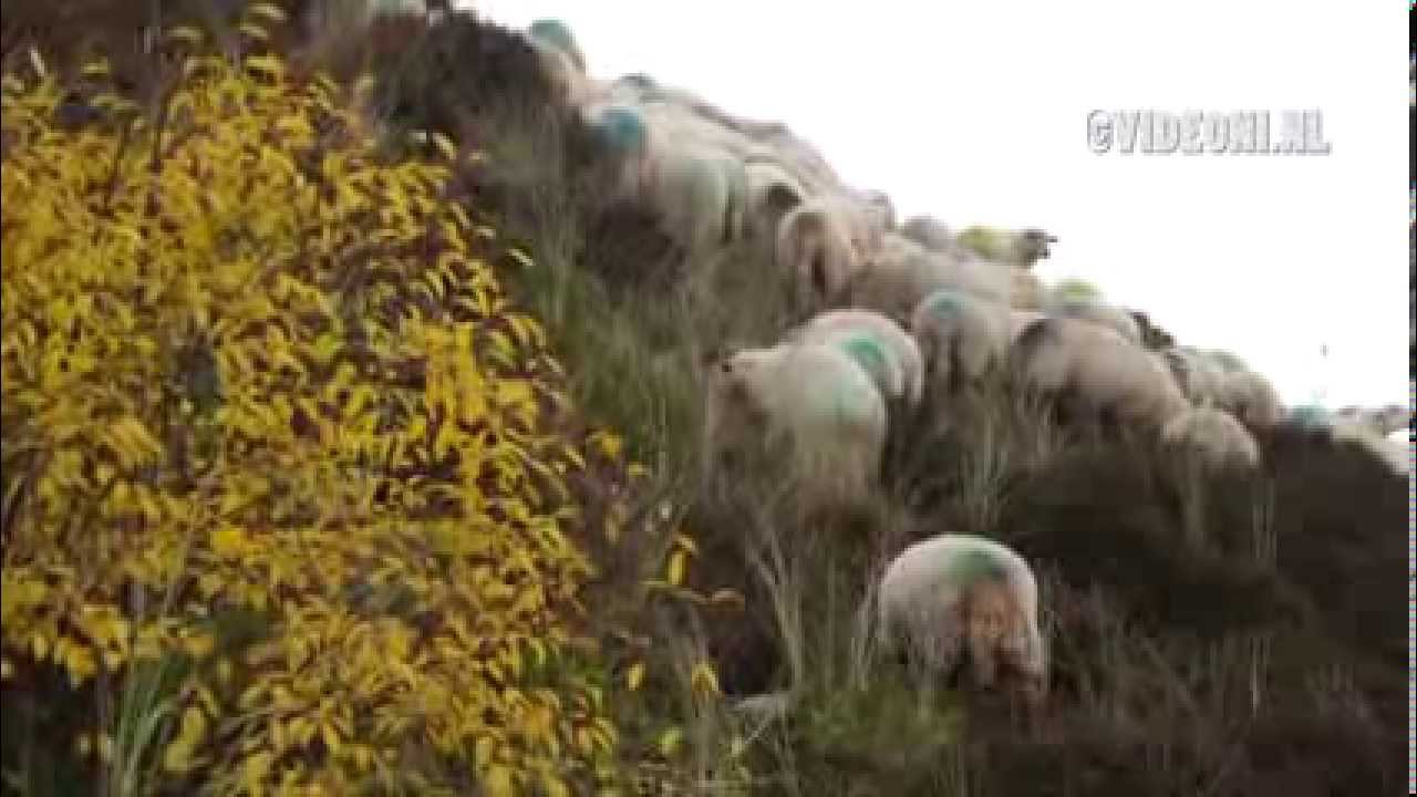 Schapen en koeien in de Schoorlse Duinen
