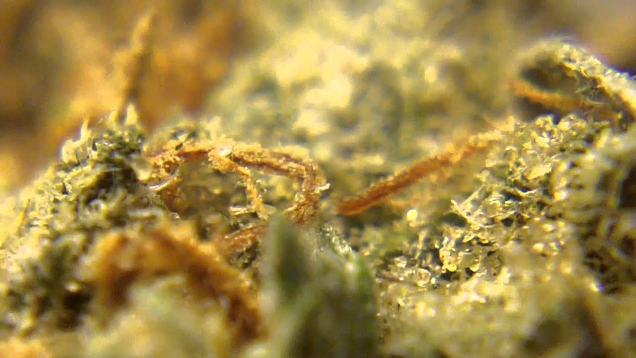 Ep 350 Chem Fire Prt 2 Hd Strain Review Bc Bud Depot seeds medical marijuana medicinal
