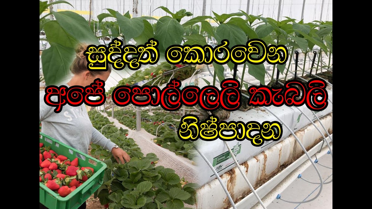 ඔයාගෙන් රැගෙන යන පොල්ලෙලි කැබැල්ලට මොකද මේ වෙන්නෙ#ideas #business #businessadvice